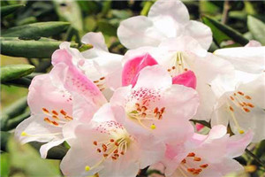 安徽省的省花是什么花，代表生命之春的皖杜鹃