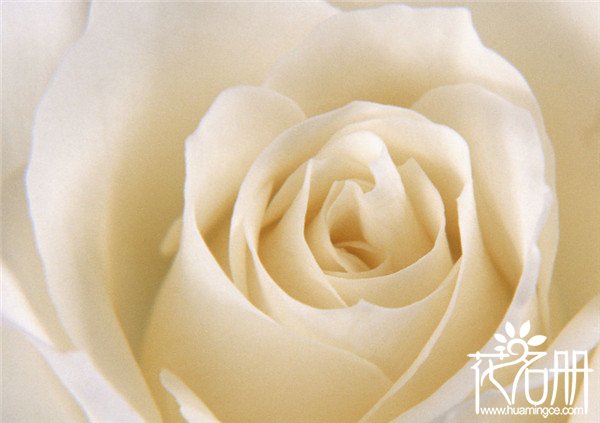 22朵玫瑰花语是什么，两情相悦