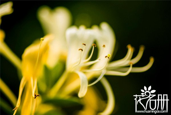 金银花什么时候种植，金银花的种植方法和注意事项