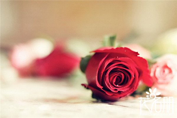 17朵玫瑰代表什么意思，绝望无可挽回的爱