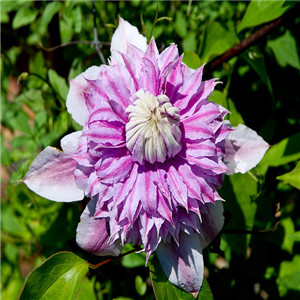 铁线莲最能开花的品种有哪些 铁线莲最能开花的8个品种(阿拉娜可开2次)