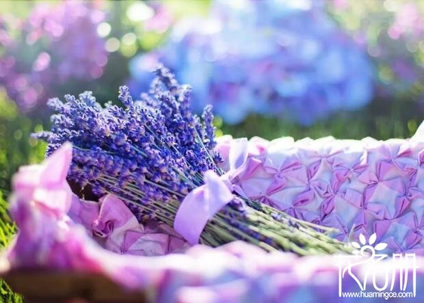 葡萄牙国花是什么花 紫色浪漫的薰衣草(石竹是第二国花)