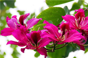 什么花的花语是和谐 象征和谐的花(五色梅象征家庭和睦)