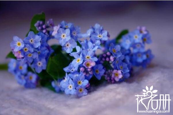 什么花的花语是回忆 五种代表回忆的植物