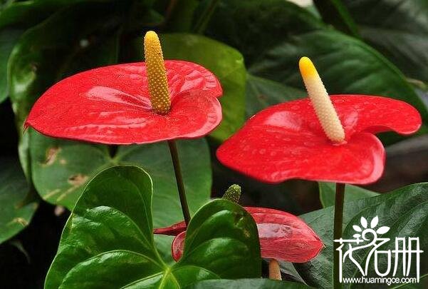 红掌一年能开几次花 红掌花期有多长(全年都可开花)