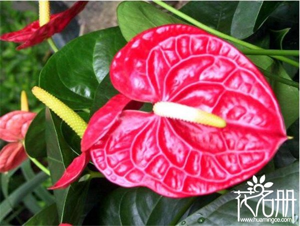 常见的红掌有几个品种 8种常见红掌品种介绍(糖果寓意甜蜜红火的生活)