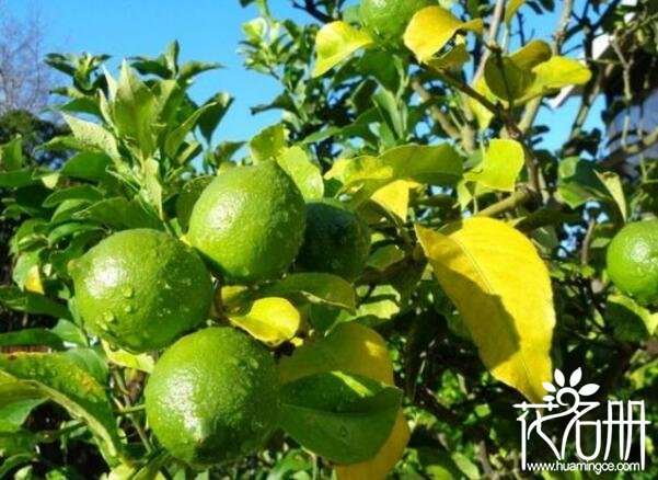 盆栽柠檬树怎么浇水 柠檬树四季浇水方法(简单易上手)