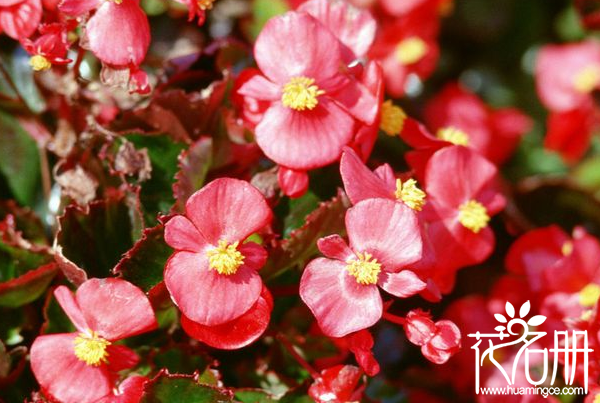 秋海棠的花语是什么 游子思乡 离愁别绪 温和 美丽 快乐 花语网