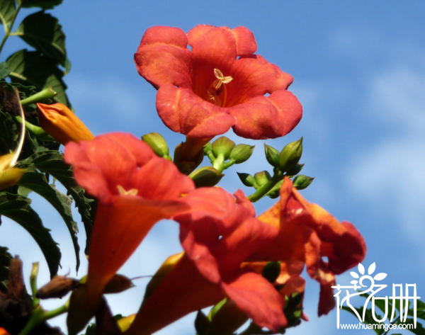 最好养的十种爬藤花卉，你会选择哪一种进行养殖呢？