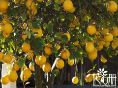 柠檬具有特殊的驱虫左右，适宜在室内养殖