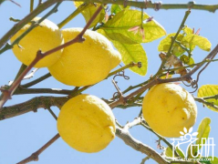 柠檬树开花结果时间（周年开花收果6-10次），土壤都会影响其生长