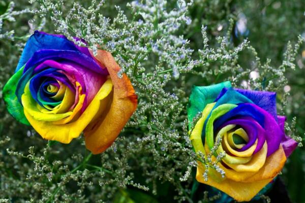 七色堇这种花真的存在吗，象征着思念、希望和爱情