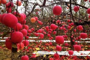 苹果树果实生长快不耐储存，养殖时要避免温差过大