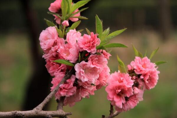 碧桃几月开花，养殖碧桃最需要注意什么