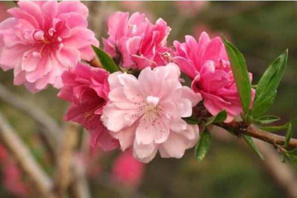 碧桃几月开花，养殖碧桃最需要注意什么