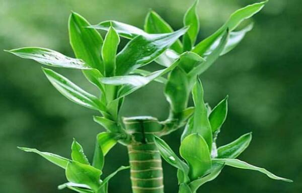 富贵竹怎么水养比较好，为避免黄叶水质很重要