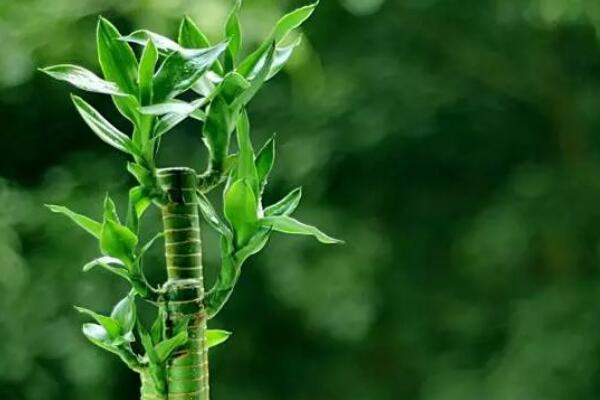 如何养富贵竹能够长青，加白醋真的能让叶子更绿吗