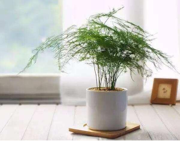 文竹怎么修剪，才会生长的旺盛且美观