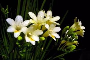 香雪兰和小苍兰有什么区别，两个是同一种植物开花很美