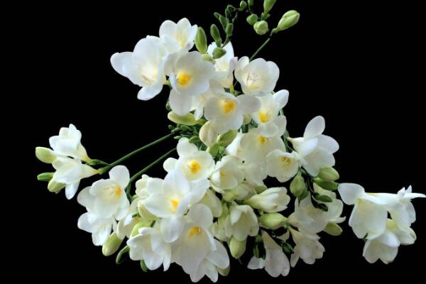 香雪兰和小苍兰有什么区别，两个是同一种植物开花很美