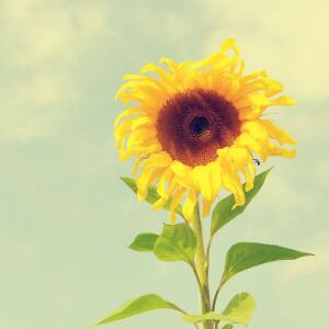 <b>向日葵的花语是什么，代表给对方沉默而忠诚的恋慕</b>