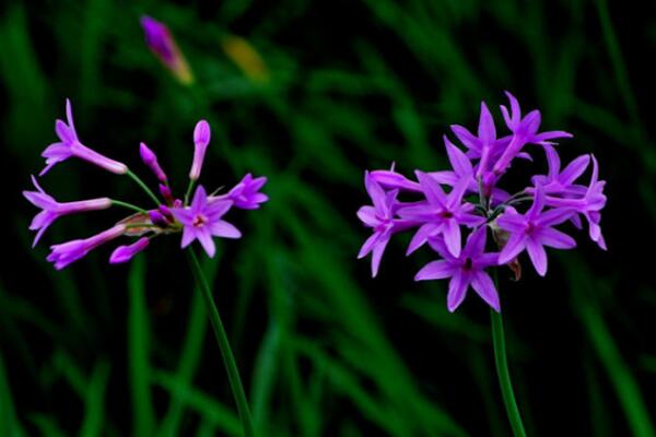 紫娇花的养殖方法和注意事项，对气味敏感的人慎养