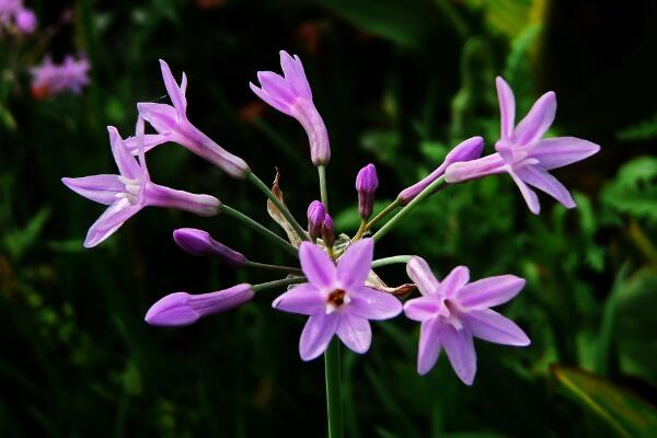 紫娇花的养殖方法和注意事项，对气味敏感的人慎养