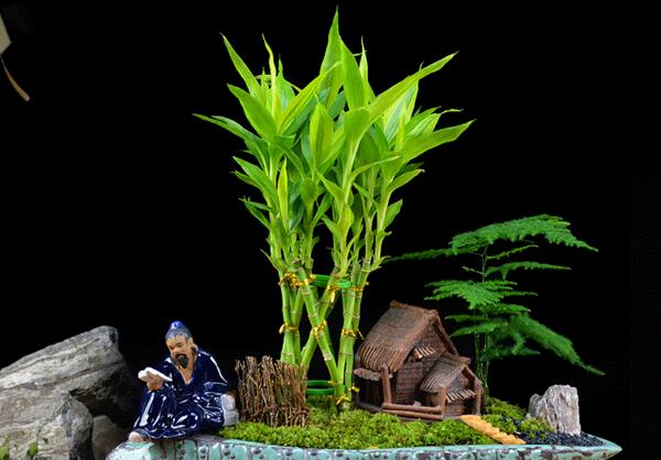 观音竹的养殖方法和注意事项，和富贵竹有什么区别