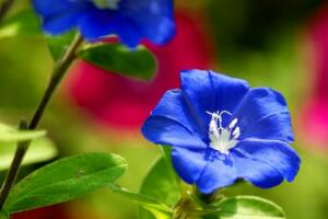 蓝星花怎么养，缺水的植株花朵凋谢一朵不剩