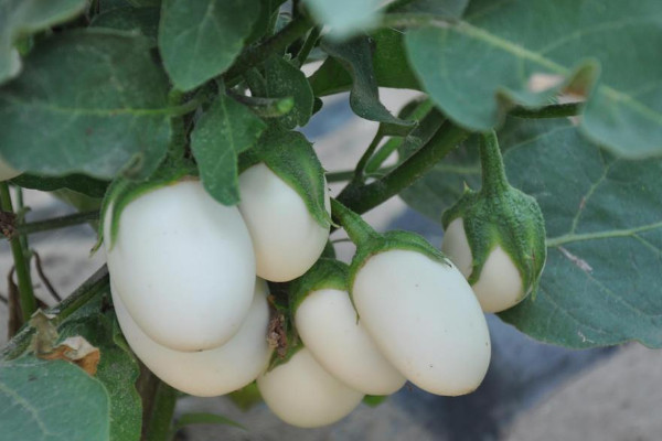 蛋树的种植方法，生长发育期间对水分要求较高