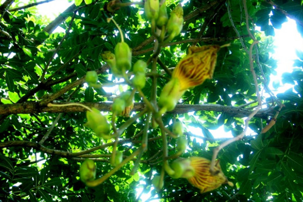 香肠树怎么养殖养护，果实可以食用吗