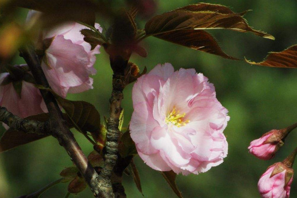 日本晚樱什么时候开花，花期在4-5月果期在6-7月