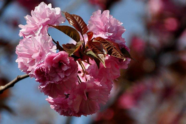 日本晚樱什么时候开花，花期在4-5月果期在6-7月