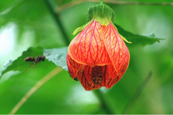 灯笼花的养殖方法和注意事项，如何才能安全度夏