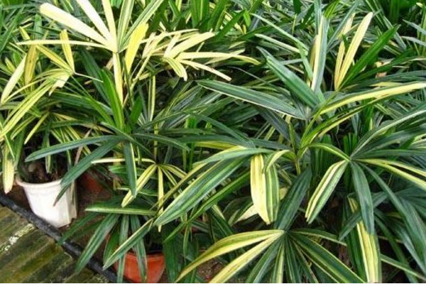 棕竹的养殖方法和注意事项，注意避免阳光直射