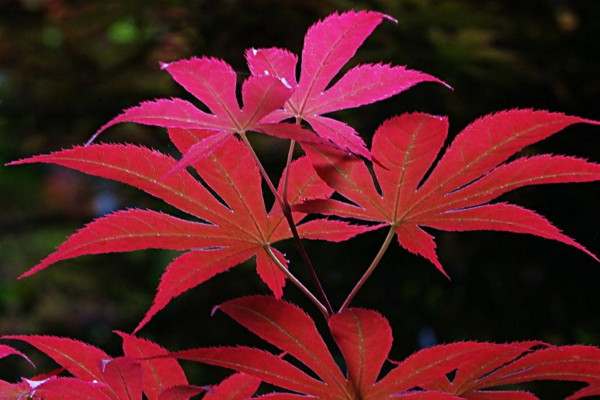鸡爪槭应该怎么养，秋天注意叶子变红前后的养护