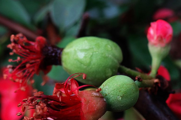 木瓜海棠果实能吃吗，怎么制作盆景观赏养殖
