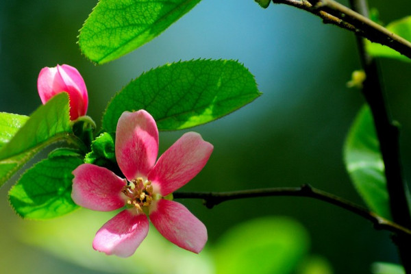 木瓜海棠果实能吃吗，怎么制作盆景观赏养殖