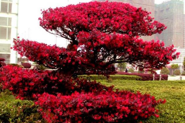 红花继木应该怎么养，不同季节浇水不同
