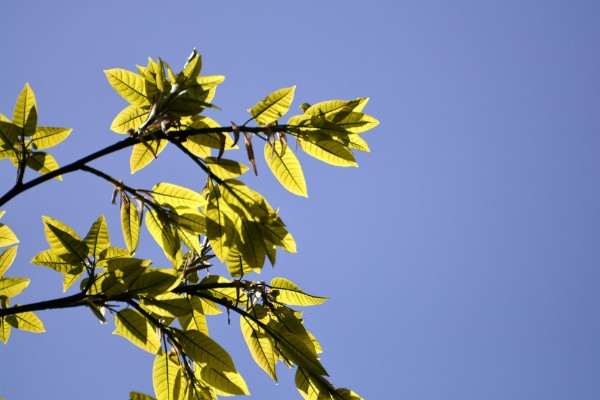 黄桷树什么时候落叶，开出来的花是什么颜色