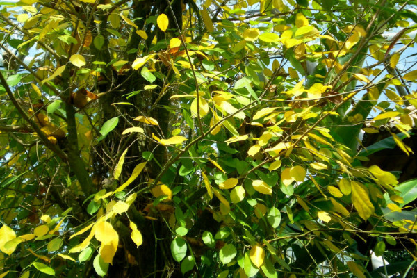 黄桷树什么时候落叶，开出来的花是什么颜色
