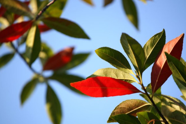 杜英树的养殖方法介绍，它的叶子为什么会变红