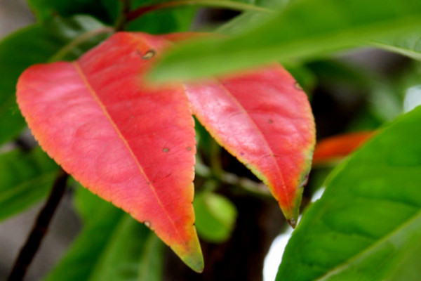 杜英树的养殖方法介绍，它的叶子为什么会变红