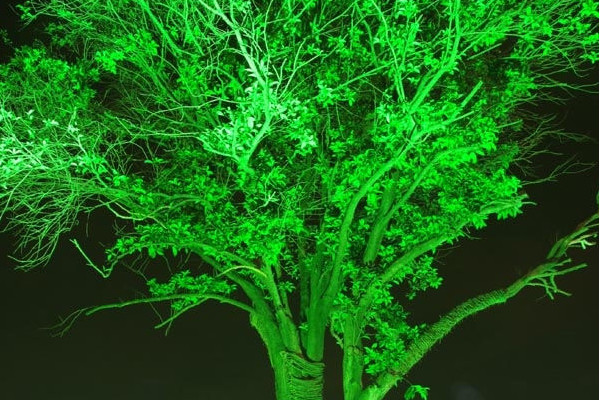 发光树有哪些，发光的原因是什么