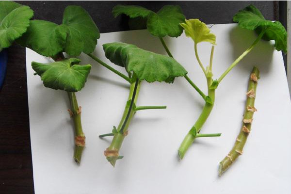天竺葵扦插方法，生根快存活率高很好养