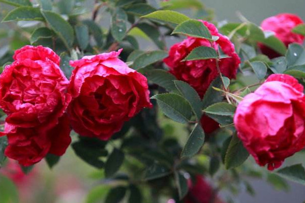 平阴玫瑰的养护方法，开花时注意保持环境干燥