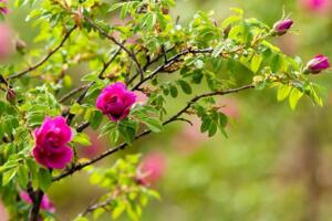 平阴玫瑰的养护方法，开花时注意保持环境干燥