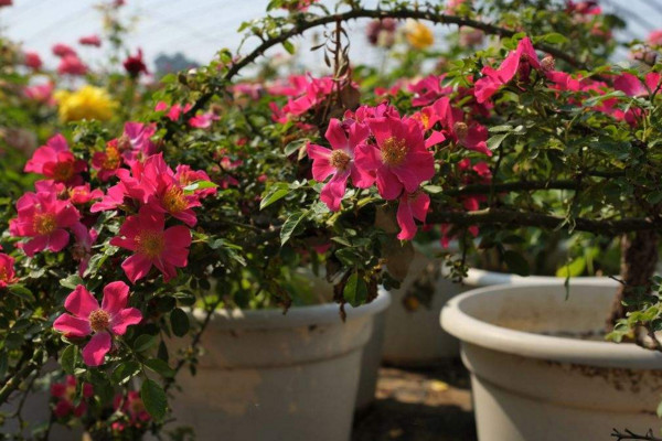 月季盆栽的养殖方法，需合理施肥保证开花质量
