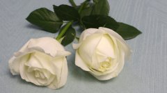 白玫瑰花语
