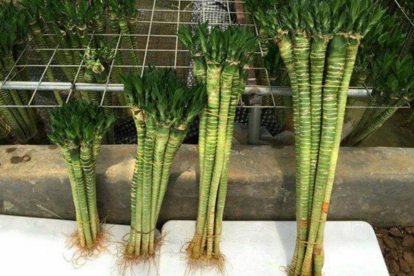 怎么养荷竹，适合在散射光下生长